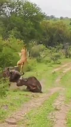 Lion vs buffalo