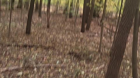 !Silent! Beautiful fall colors of Michigan's leaves while walking the puppy