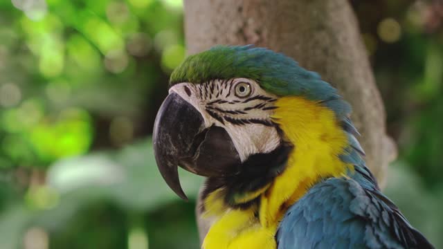 Parrot has several colors, blue and yellow