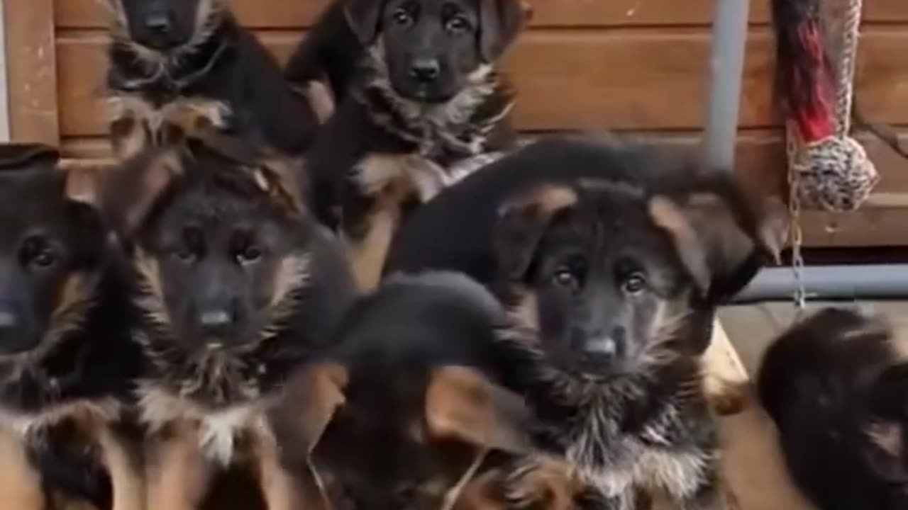Undeniable Proof Of Why You Need A German Shepherd In Your Life
