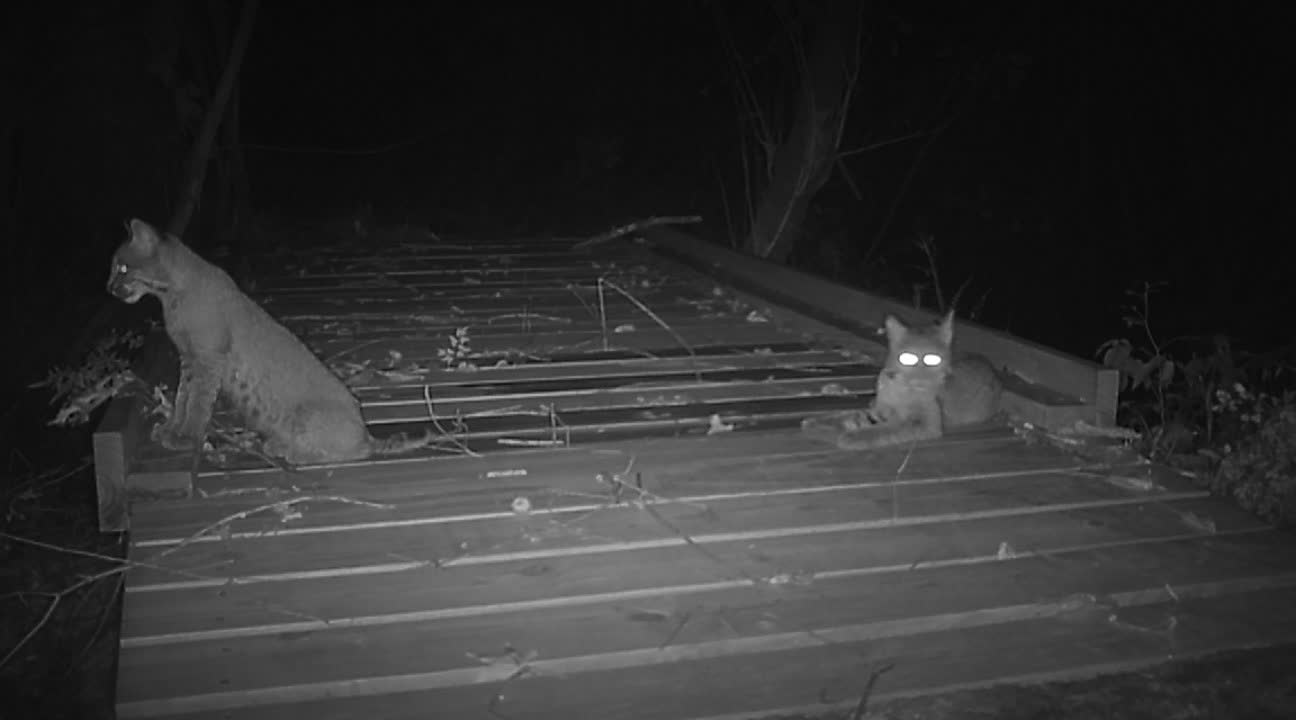 Little bobcats at the bridge..