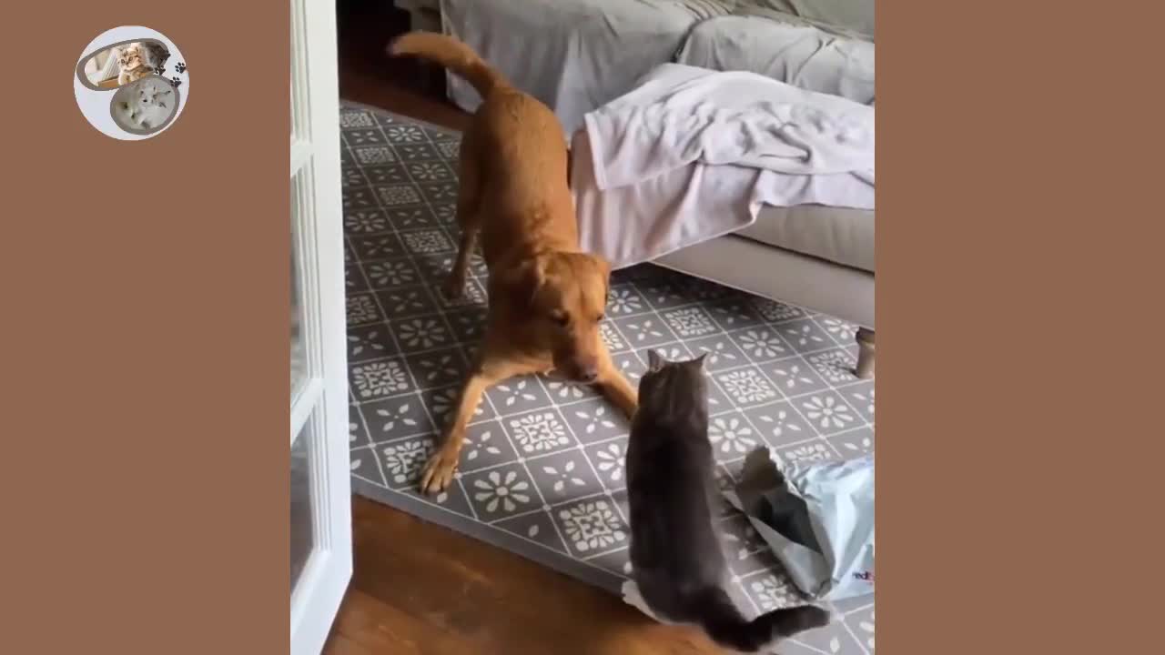 Cat and Dog FIGHT # 🤣🤣🤣