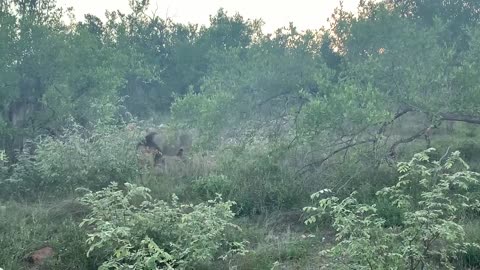 Kruger Lion encounter with wife comments