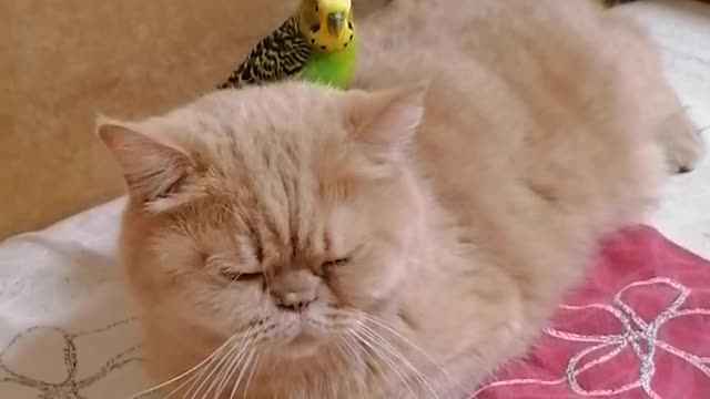 Patient cat lets parrot sit on her back