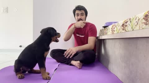 HOW TO TRAIN YOUR PUPPY FOR FOOD