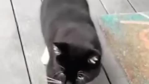 Funny video cat