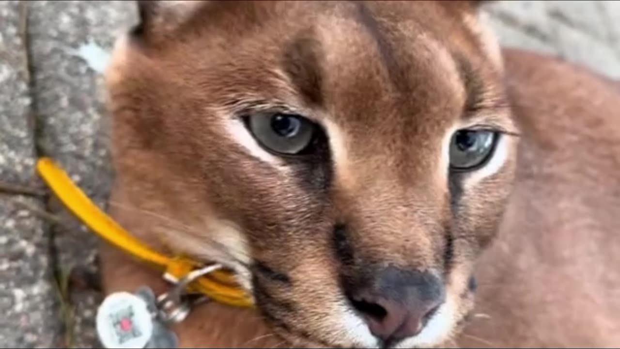 Dangerous scary cat