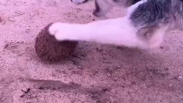 husky playing with hedgehog