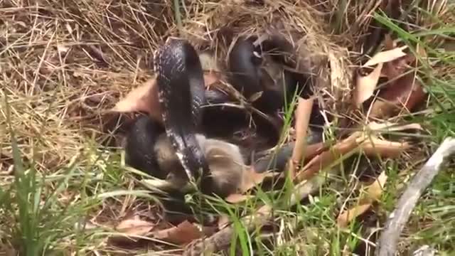 Snake vs rabbit to protect her babies