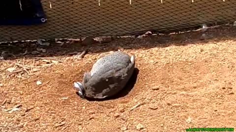 Dirt Bath