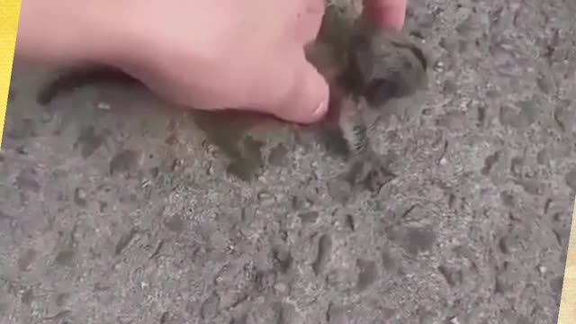 Cute Baby Monkey: Human Touch