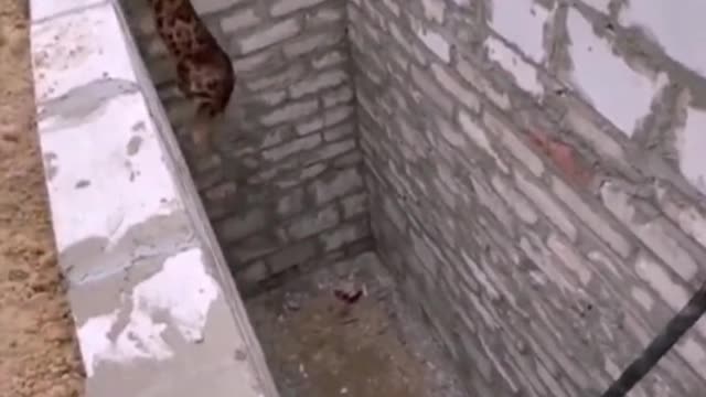 Joy of life for cats