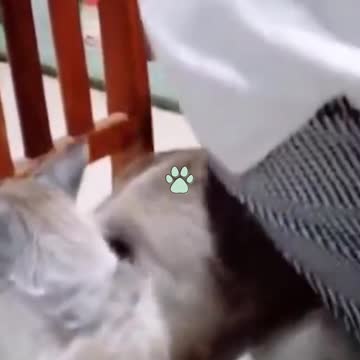 kitty's and puppie's ping pong BEST 2021 funny clips