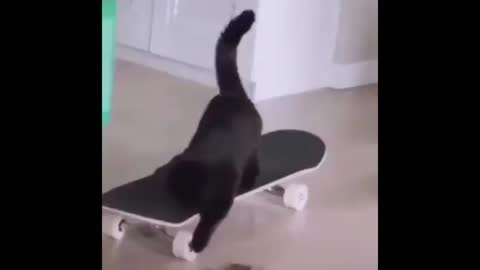 cute kitten playing with skateboard