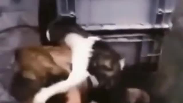 dog helping cat.. You won't believe 😳😳