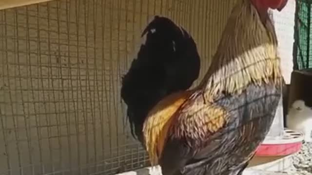 Rooster Crowing until it passes out