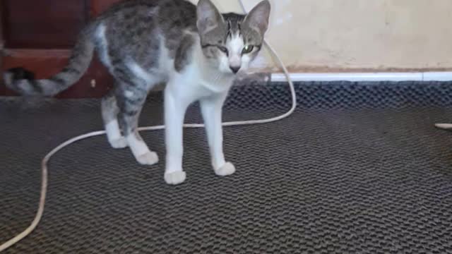 Cute Cats 😲