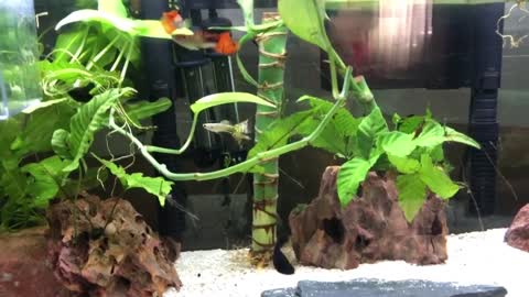 Be My Valentine: 2 Black Mollies Males Fight Over Female Black Mollie