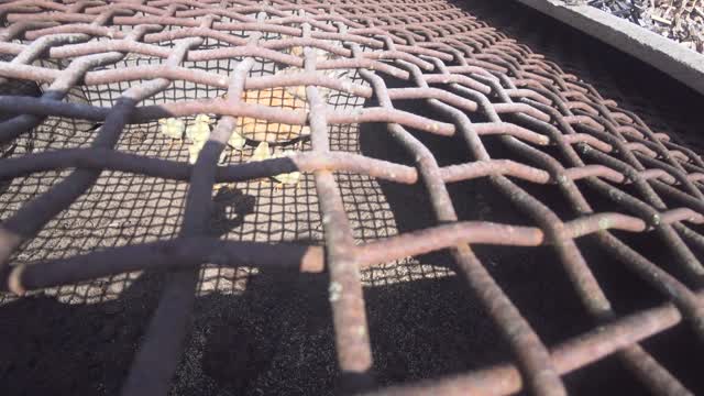 Feeding and drinking chickens in the first days of life