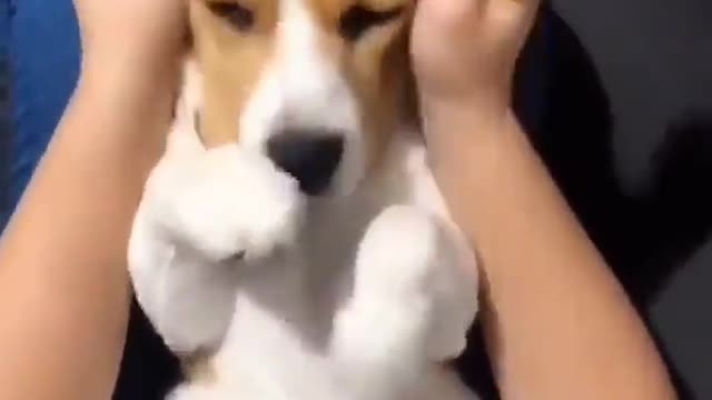 Beagles? big ear!