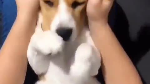 Beagles? big ear!