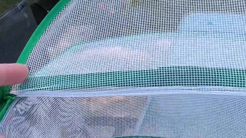 Monarch Butterfly Season 2024 Part 17