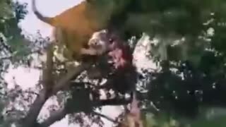 lion and leopard falling from a tree fighting