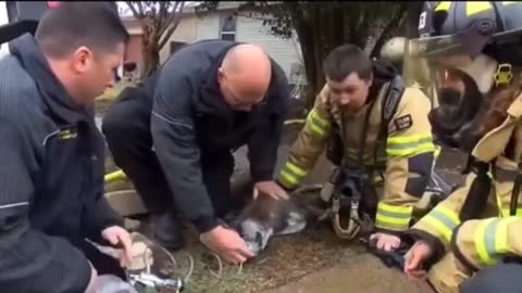 There is a special place in heaven😘 for heroes like this!