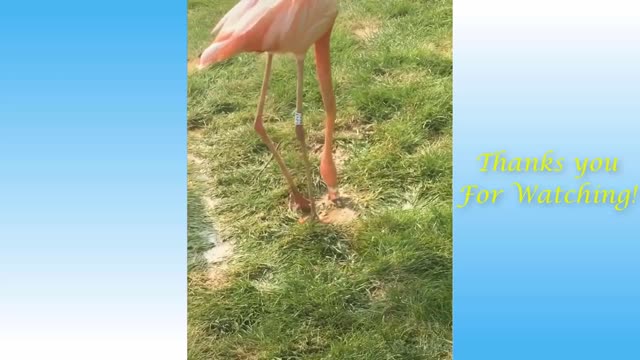 Cute Pets & Funny Animals Compilation #2