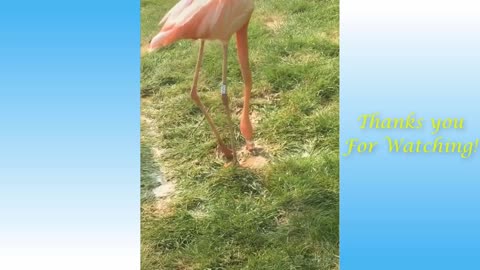 Cute Pets & Funny Animals Compilation #2