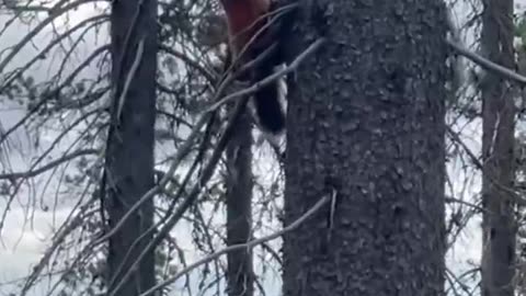 Archery Elk Hunting - Pine Marten Spotted? - Marksman’s Creed #archery #hunting #huntingseason