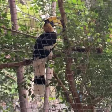 Toronto zoo great hornbill?