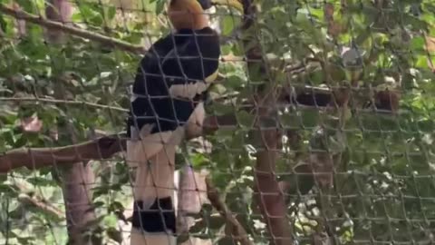 Toronto zoo great hornbill?
