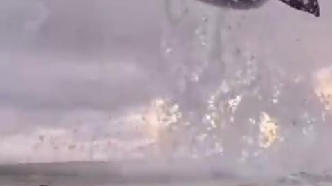 Shark jump out of the sea