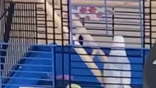 Cute budgies