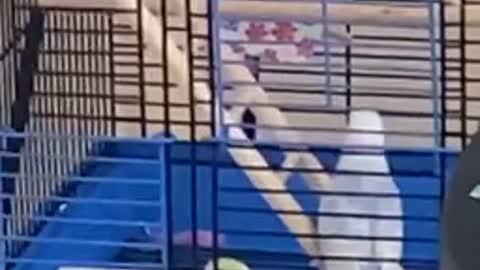 Cute budgies