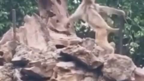 Beautiful pole dance by this monkey
