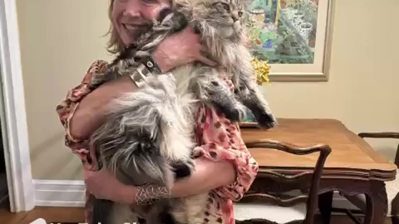 Cat Stops Biting Owner After Energy Work