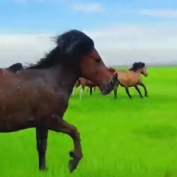 Wild Horses