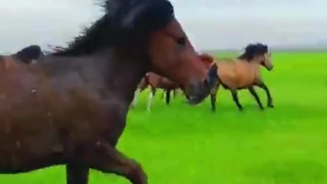 Wild Horses