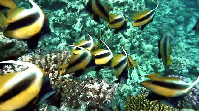 Meditation Shorts: Chill