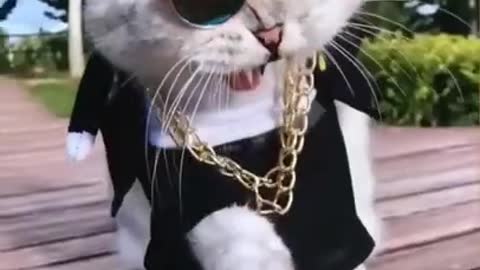 Cat Boss