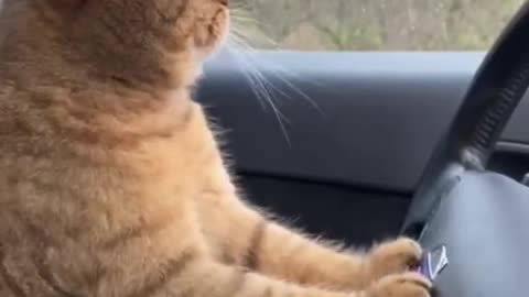 funny cat videos