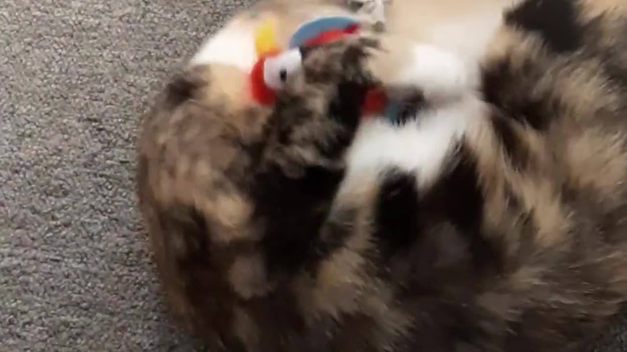 Cat plays with a parrot toy