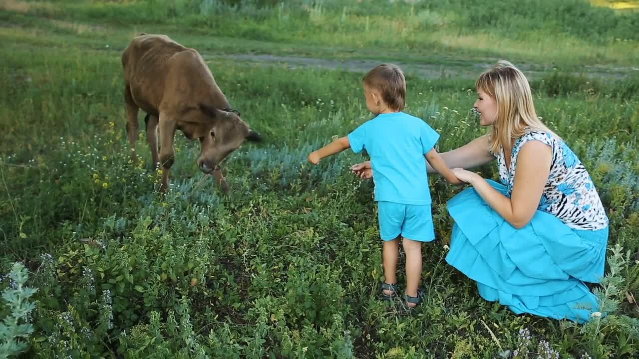 Mother with son feeding a cow