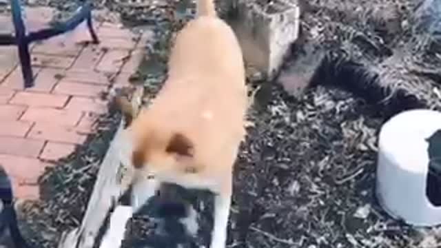 Cute dog fight