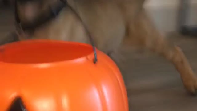 Tiny brown puppy drags orange halloween candy bucket