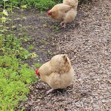 OMC! Chickens in action - Orpingtons on the hunt! #chickens #hens #shorts #orpington #hunting