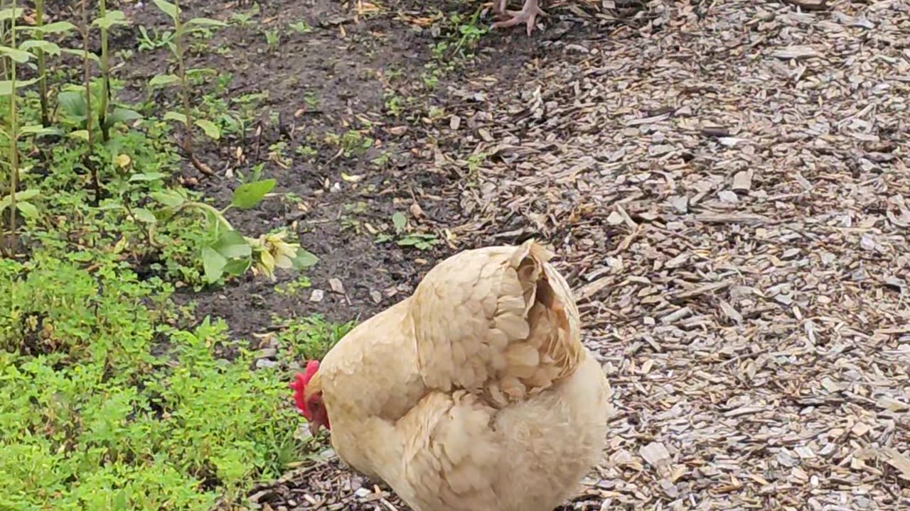 OMC! Chickens in action - Orpingtons on the hunt! #chickens #hens #shorts #orpington #hunting