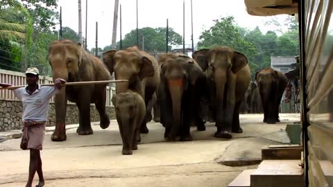 Pinnawala, the March of the Elephants.